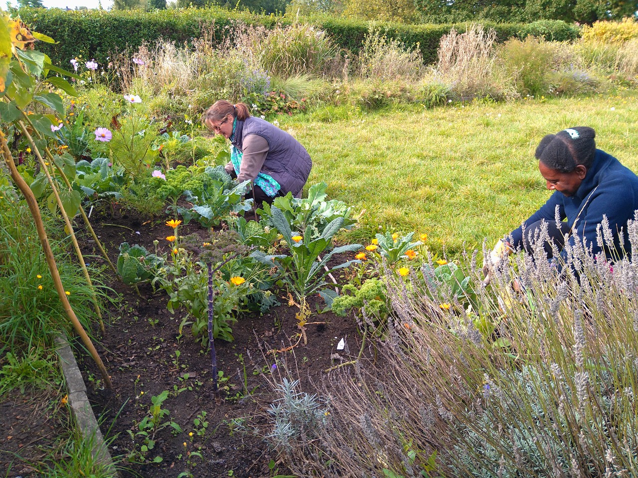 Harvest in the garden