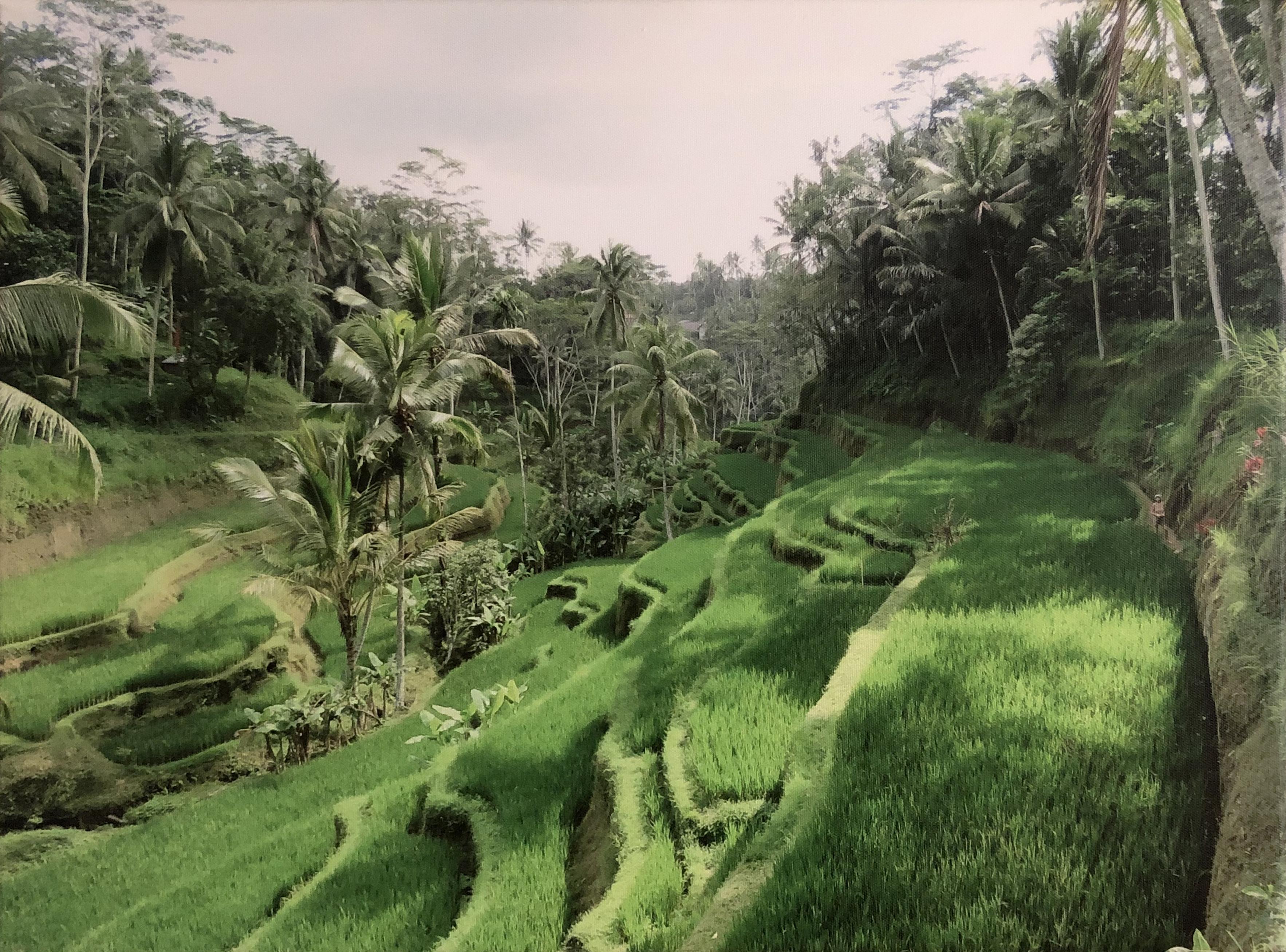 Sloping green paddy fields, Bali