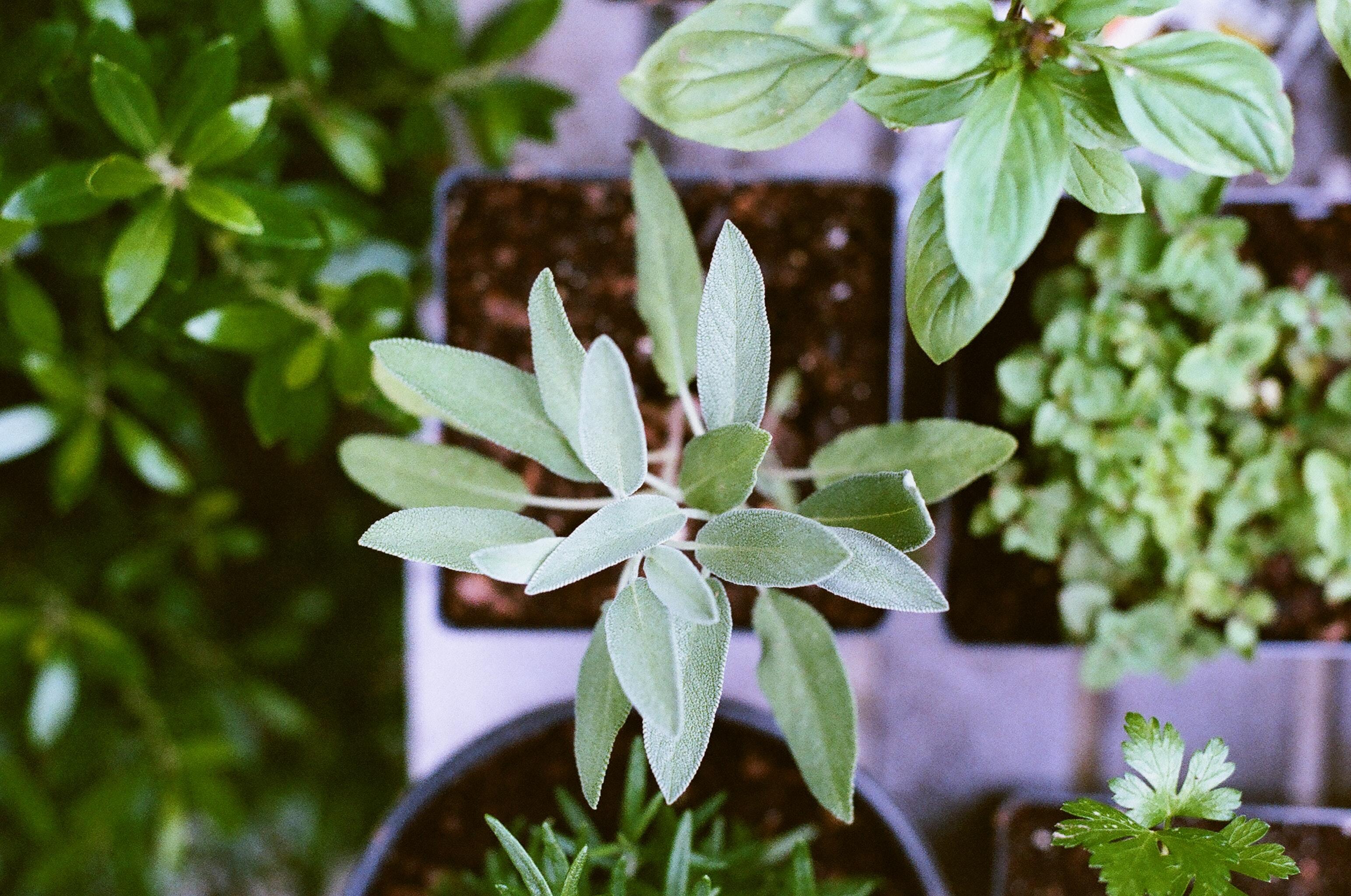 plant