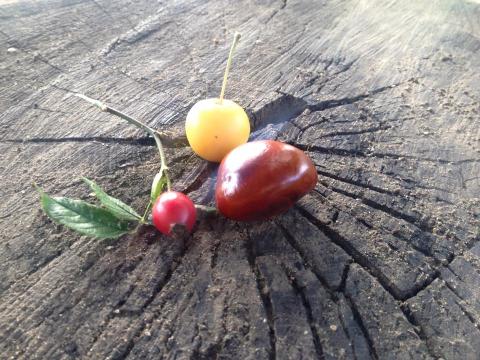 Three wild fruits on a stump