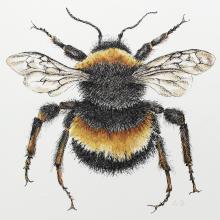 Bumblebee drawing